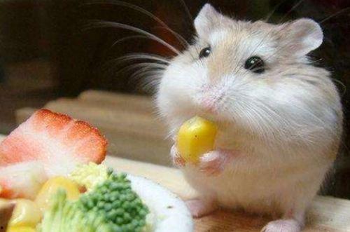 穷人养鼠大法娱乐吃瓜,趣味养鼠,吃瓜乐趣无限 第1张 穷人养鼠大法娱乐吃瓜,趣味养鼠,吃瓜乐趣无限 第1张